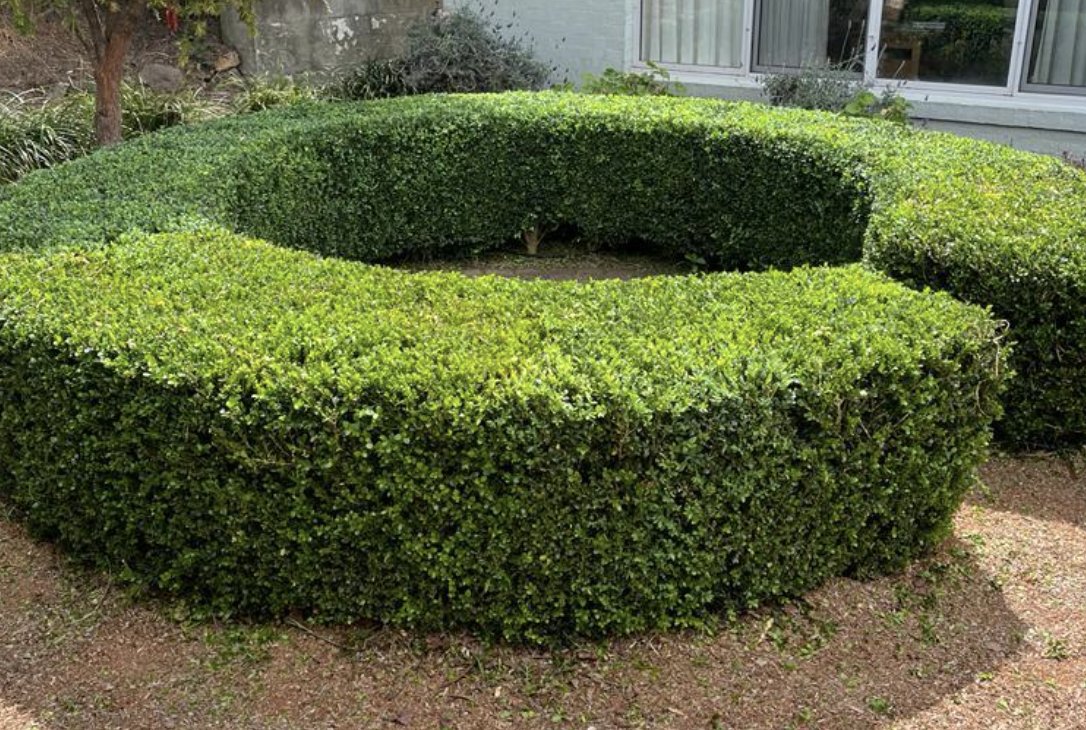 Formal hedge topiary — Mowtion Gardens, Canberra