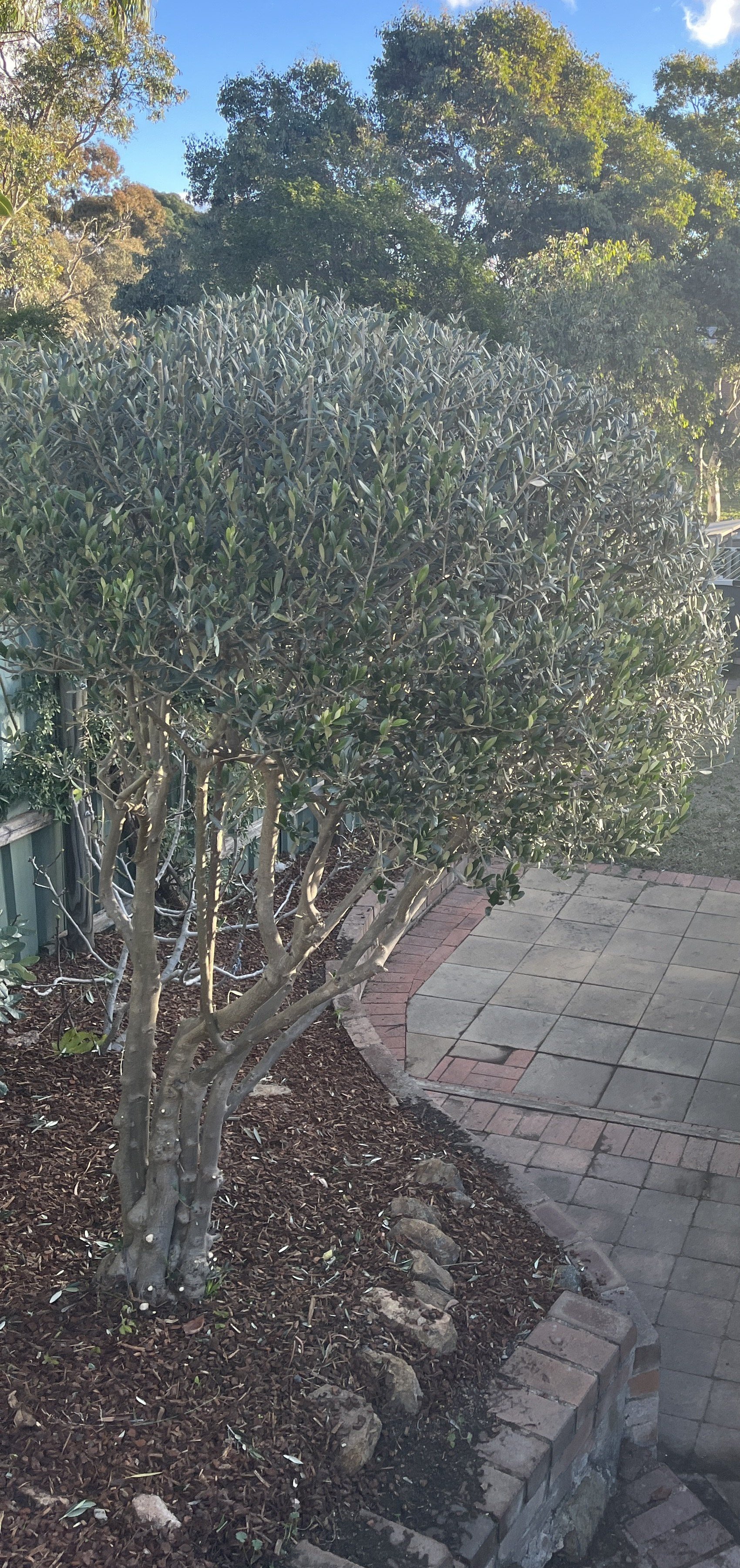 Pruned tree and garden bed — Mowtion Gardens, Canberra